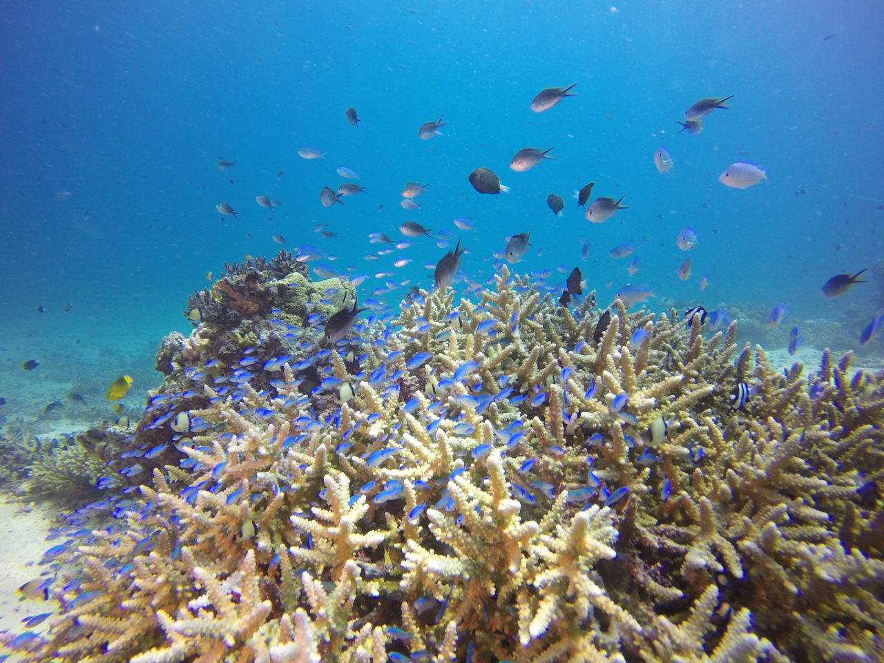 Scuba Diving The Rainbow Reef | Paul Jelley – Geo Diver, Fiji